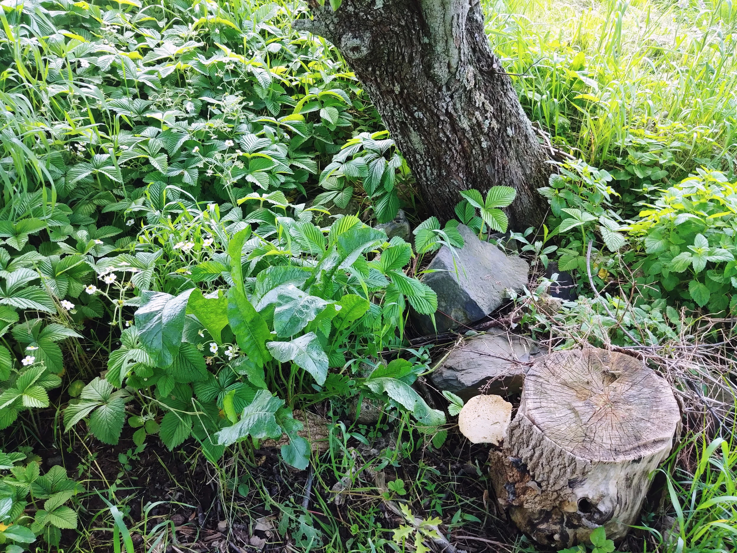 Driad-apple-understory-0525181521d_HDR.jpg