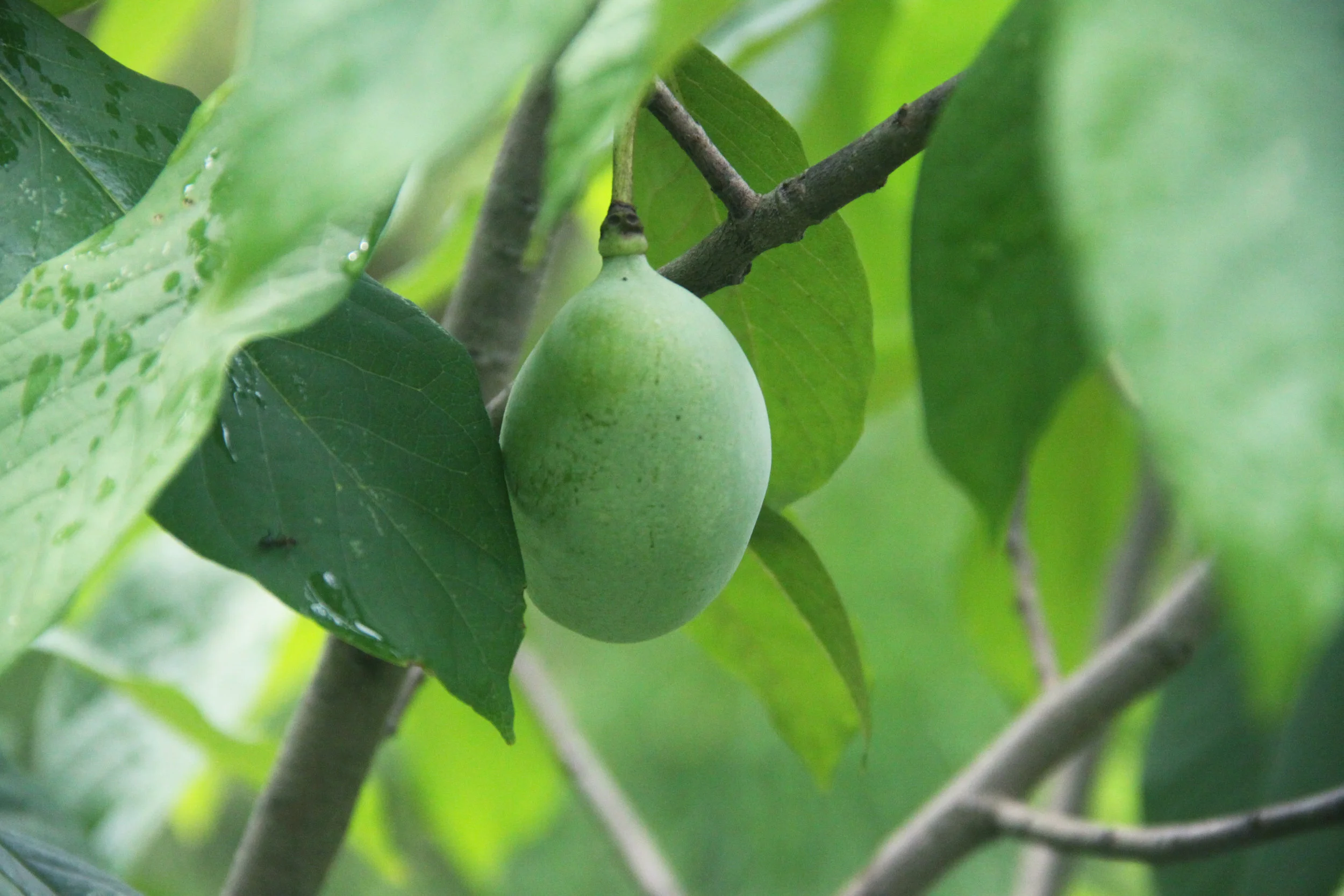 pawpaw-2812.jpg