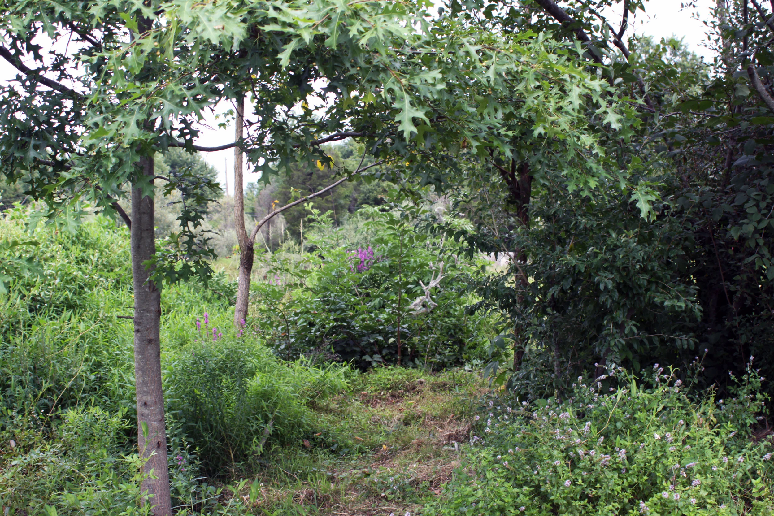 hedgerow_6006.jpg