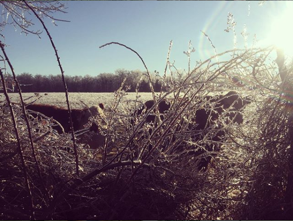 READING THE LANDSCAPE SERIES: Microclimates