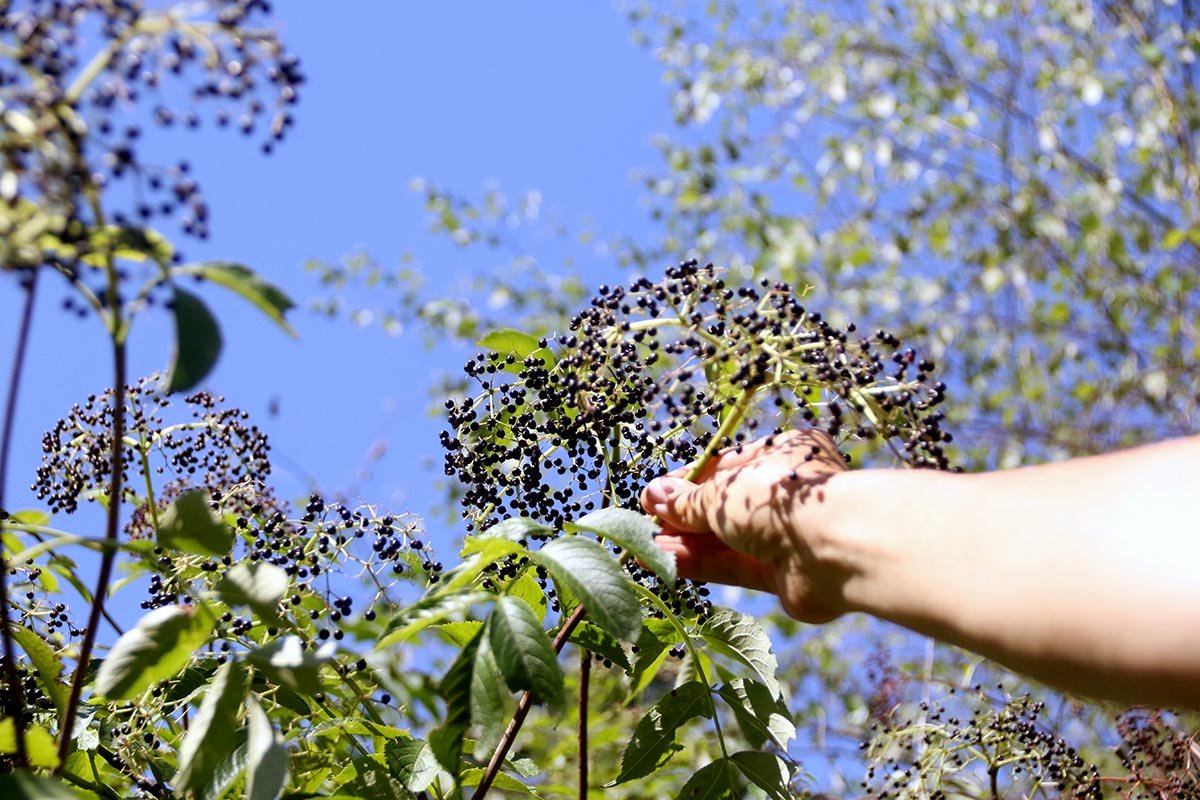 Elderberry-hand-harvest-2F5A2906-small.jpg