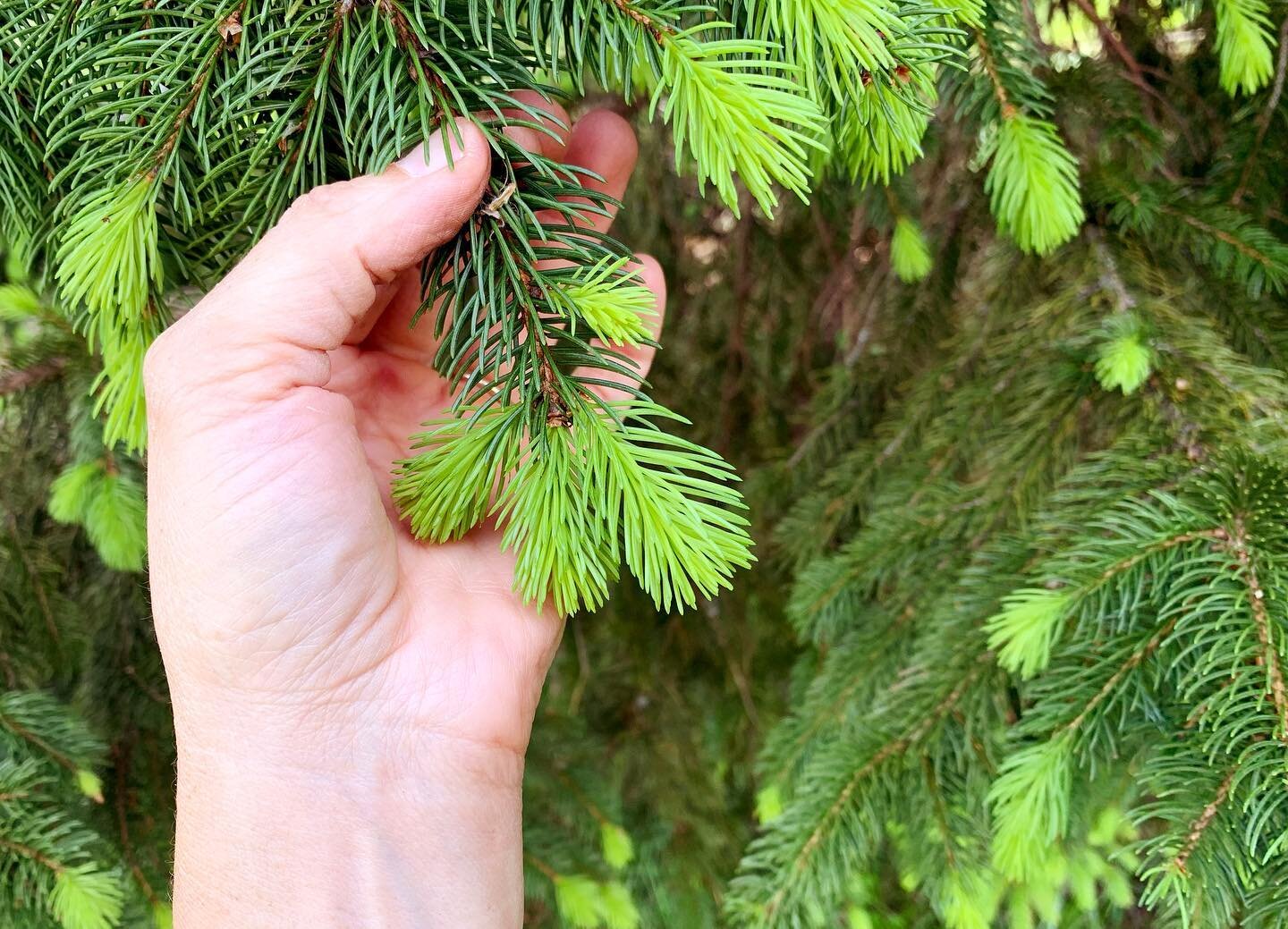 Forest foods! Bright, citrus, coniferous, and enlivening. 

Spruce tip harvest, mid spring

#agroforestry #forestfood #medicinalplants #herbalism #wildedibles #spruce #conifer #treecrops