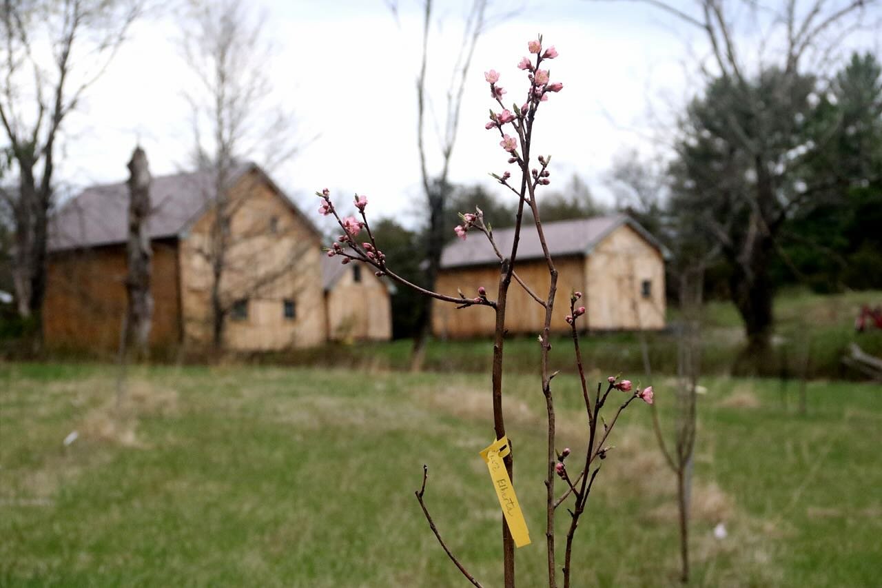 A new spring never gets old 🌸 

#spring #organic #orchard #fruit #trees #farm #fieldswithoutfences #regenerativeagriculture
