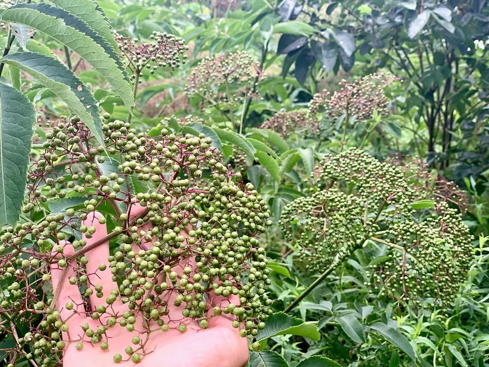 Heavy is the head that wears the crown, I just work here&hellip; Admiring these regal beauties as they soak in the summer sun. 

As the white blooms of the elderberry swell into green berries on their path to deep purple, we can observe an aspect of 