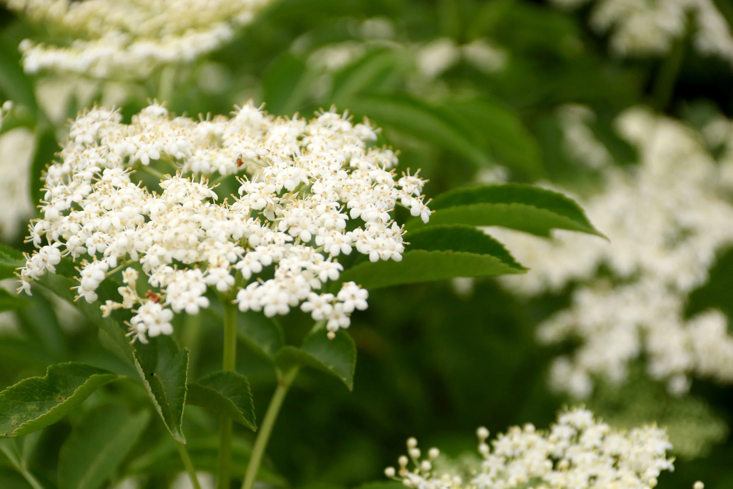 elder-flower-in-bloom-2F5A2466.jpg