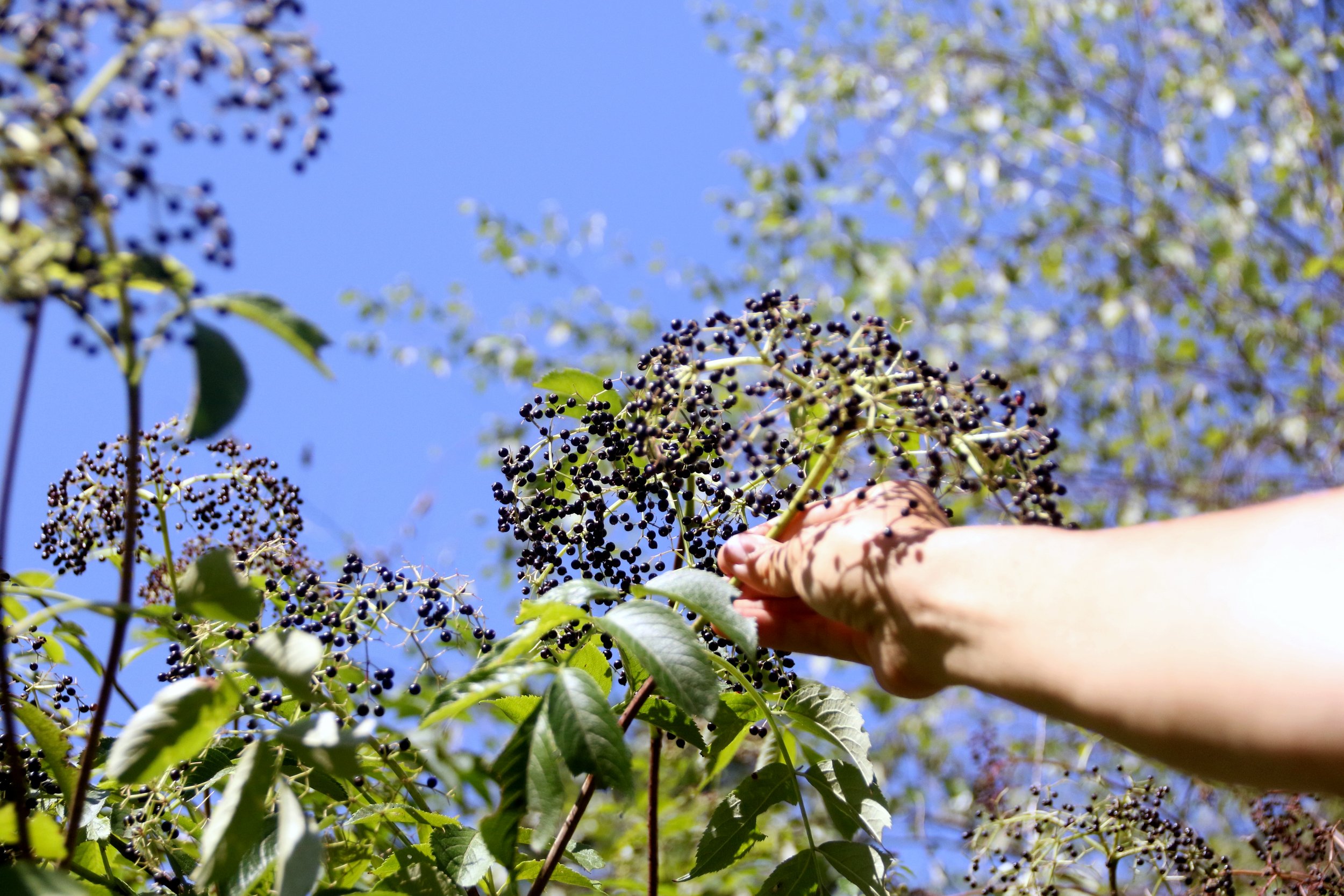 Elderberry-hand-harvest-2F5A2906.jpg