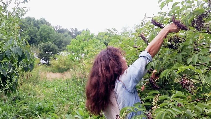 Elderberry harvest season underway at fields without fences! 🌞 

Fields Without Fences Elderberry Elixir is crafted using hand-harvested organic elderberries at peak ripeness, steeped with organic spices in wildflower honey, and finished with a touc