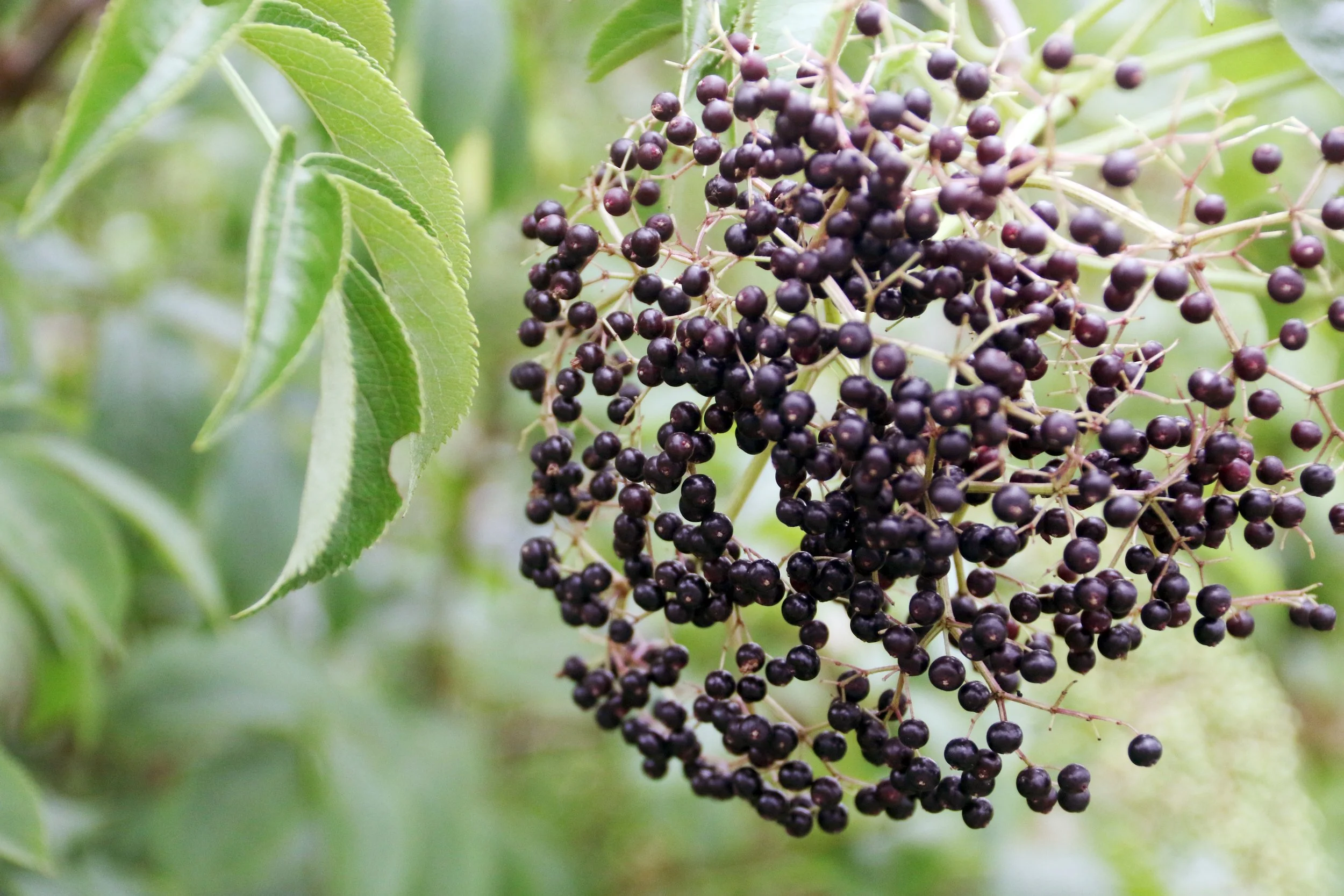 Elderberry-berry-cluster-shrub-2F5A2773.jpg