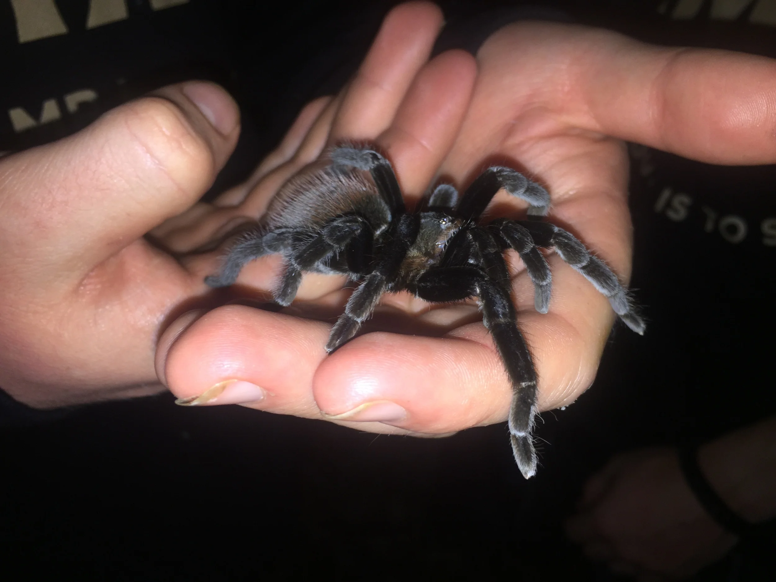 tarantula hunt