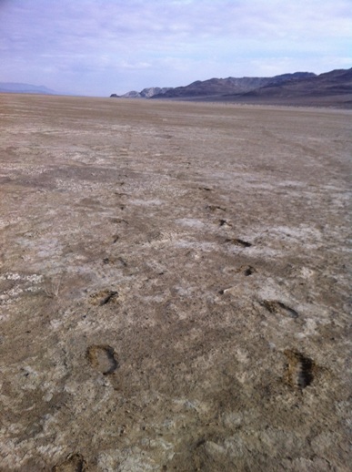 L Looking back north across the pie-crust mud-flats almost 3 miles into the return from Aid 6 to Aid 7