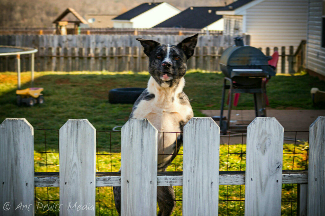 Image by Ant Pruitt All rights reserved