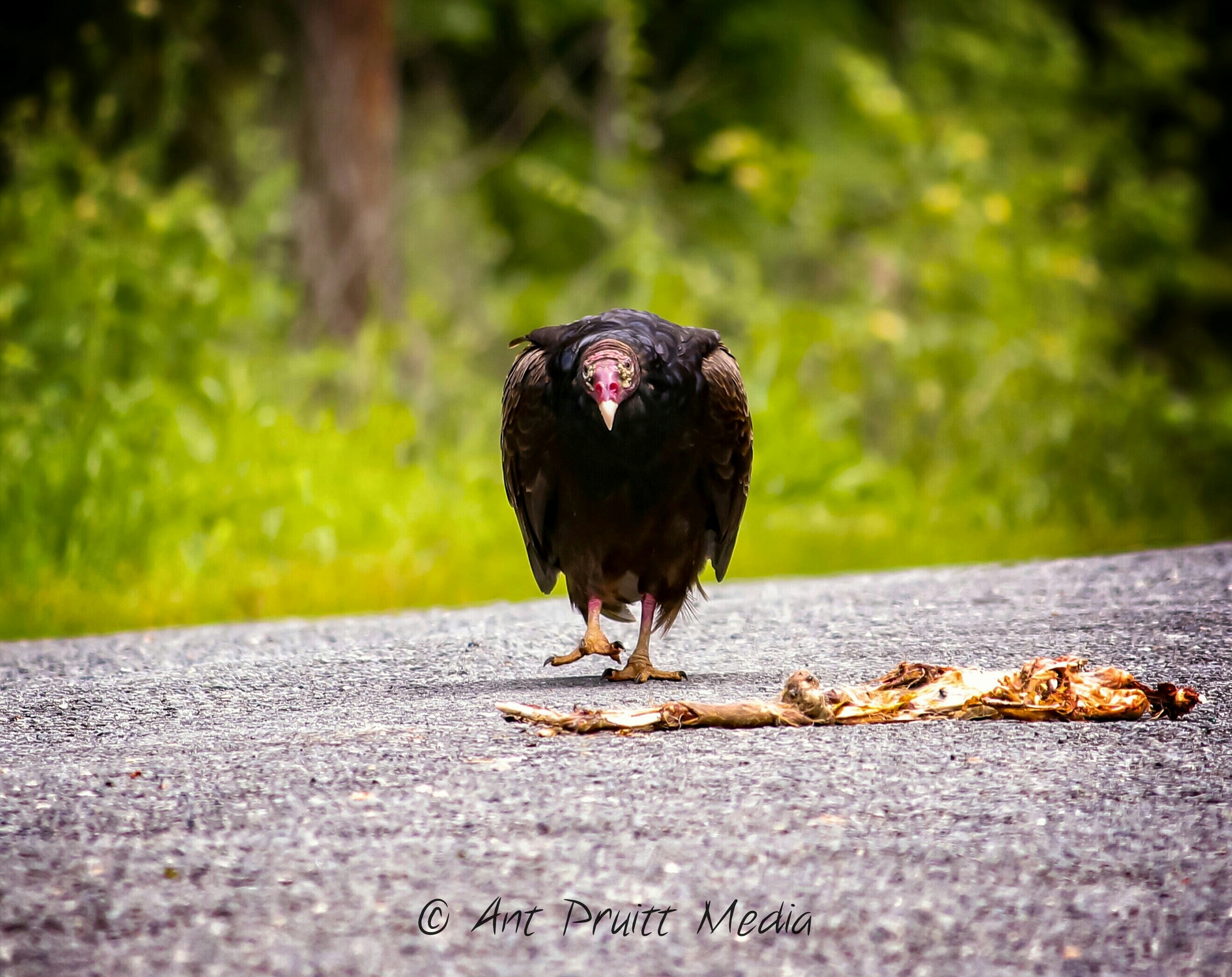 Image by Ant Pruitt All rights reserved