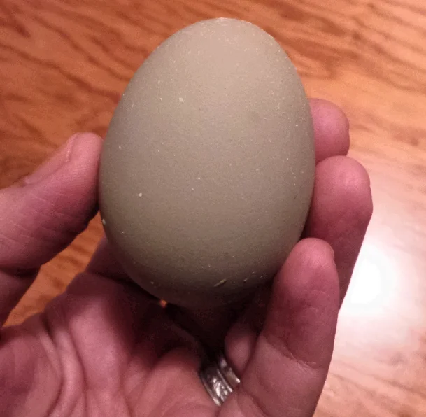 Easter Egg.jpg