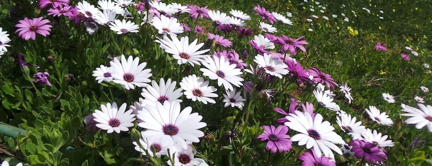 Spring Daisies.jpg