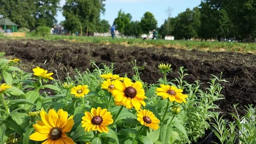 Greening of Detroit - garden flowers.jpg