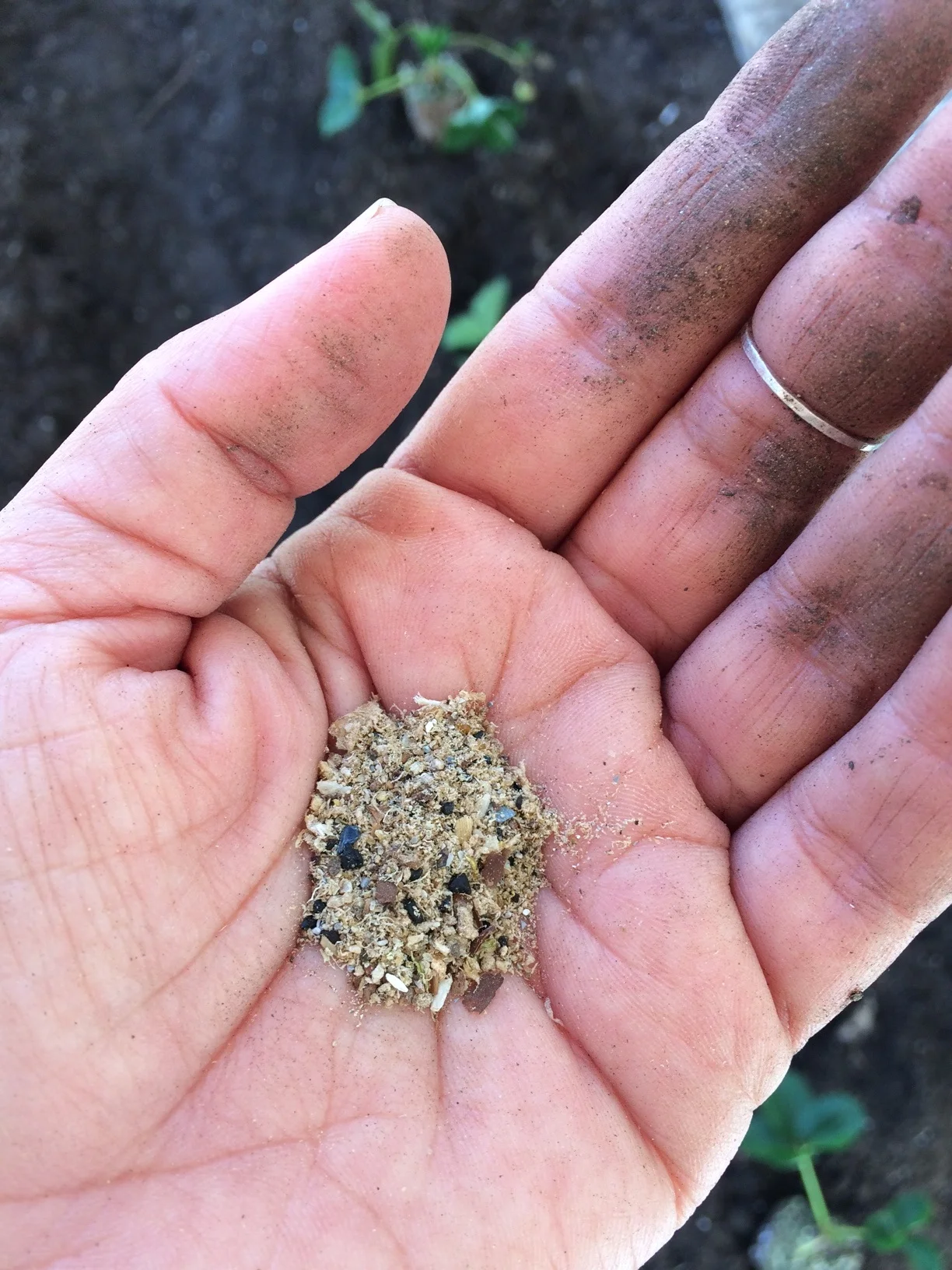 planting strawberries - eb stone sure start plant fertilizer.jpg