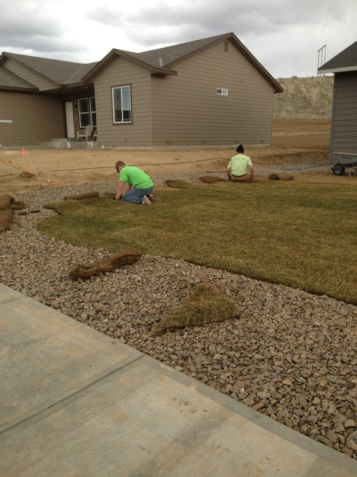 Laying sod in early march.