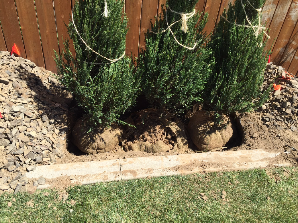 Tree planting in East Wenatchee