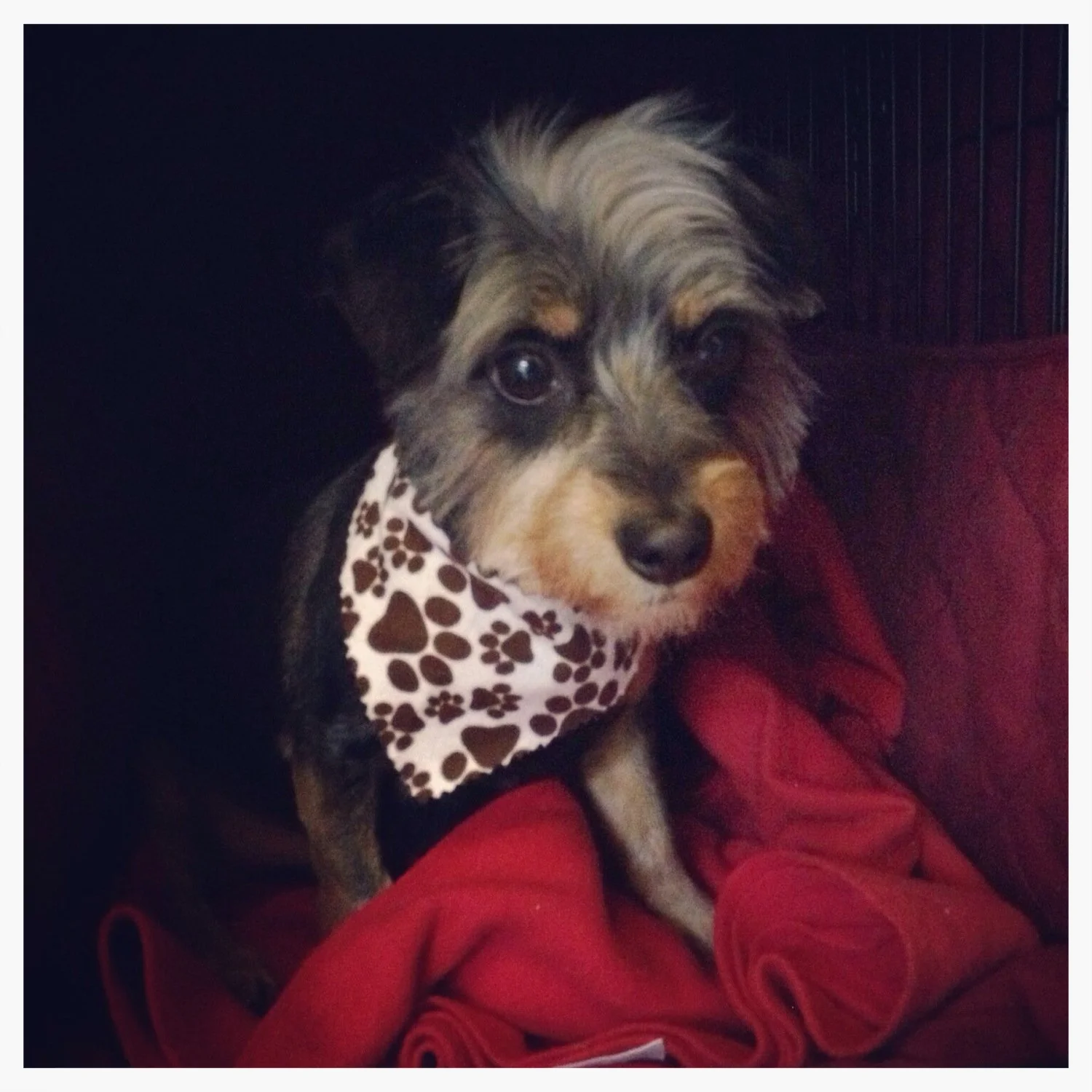 My dog Duple wearing a bandana. 