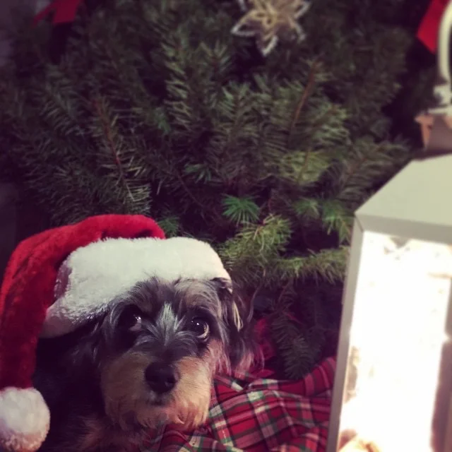 Duple wearing a Santa hat