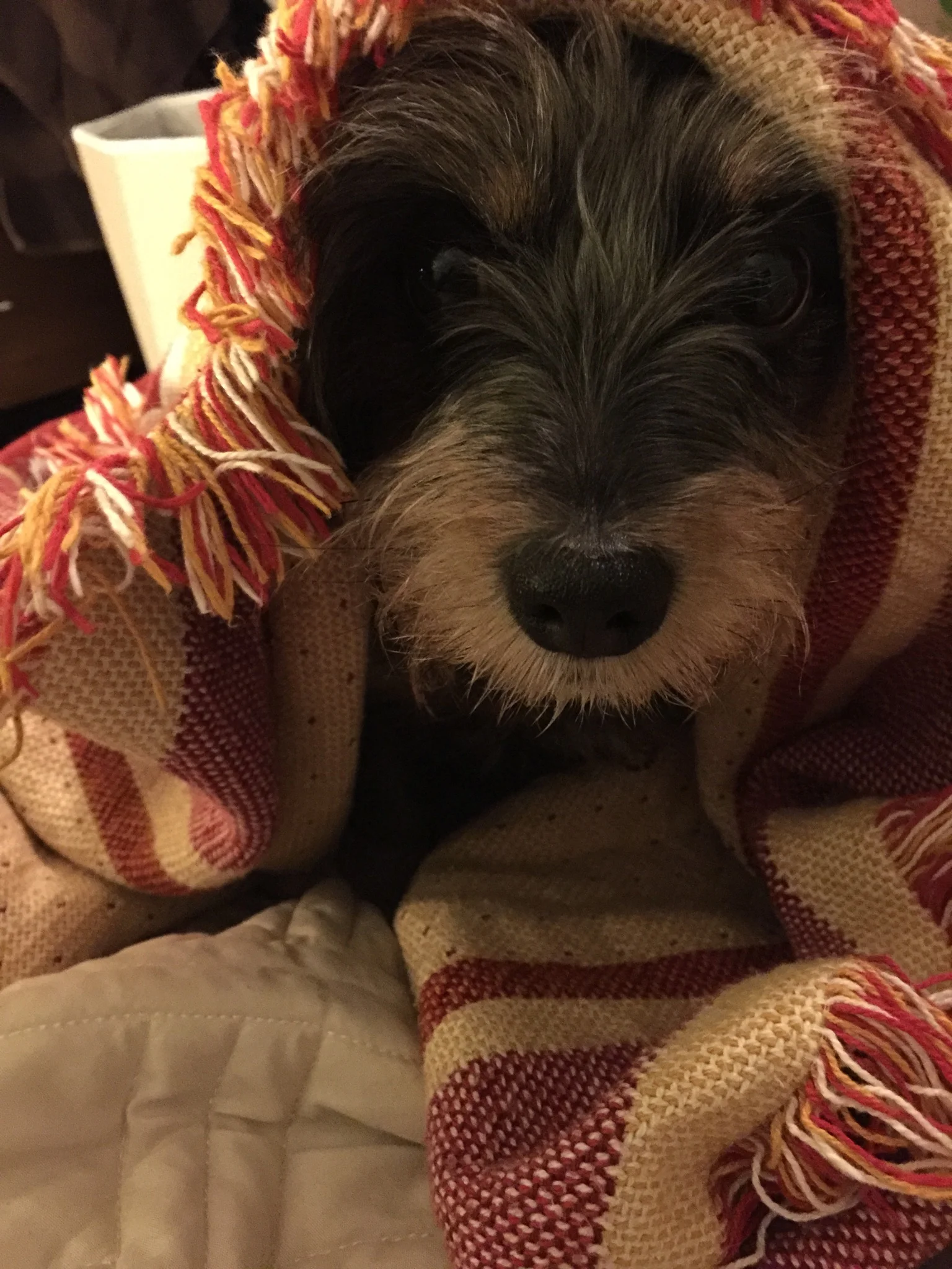 Duple in a blanket