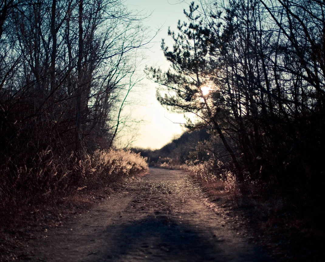 path_tilden.jpg