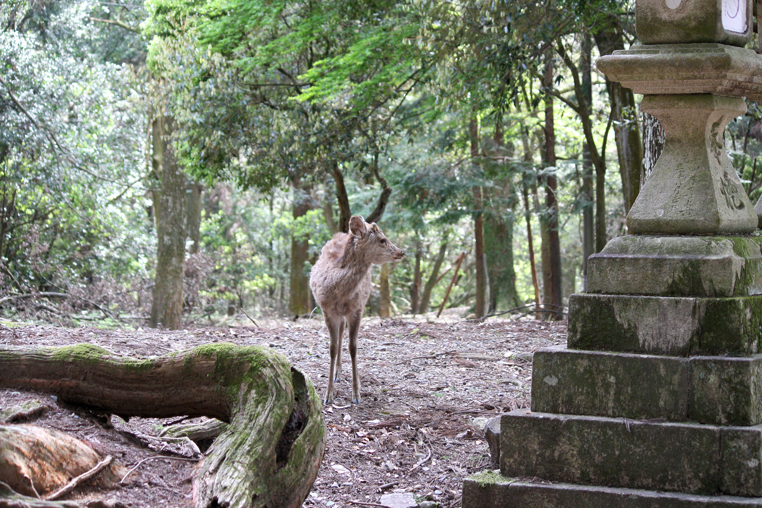  Wild Sika Deer, Nara 