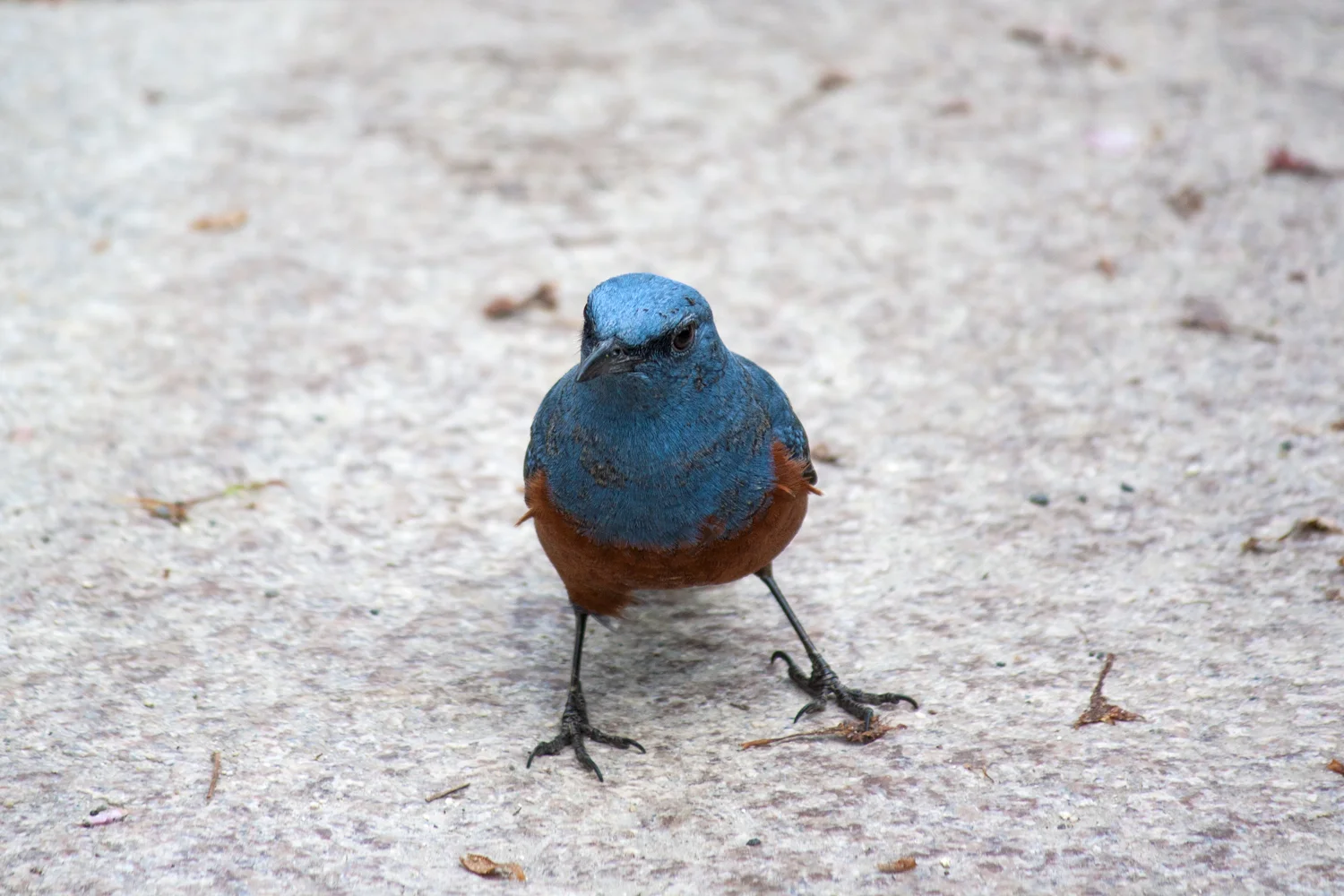 Unknown bird, Kyoto