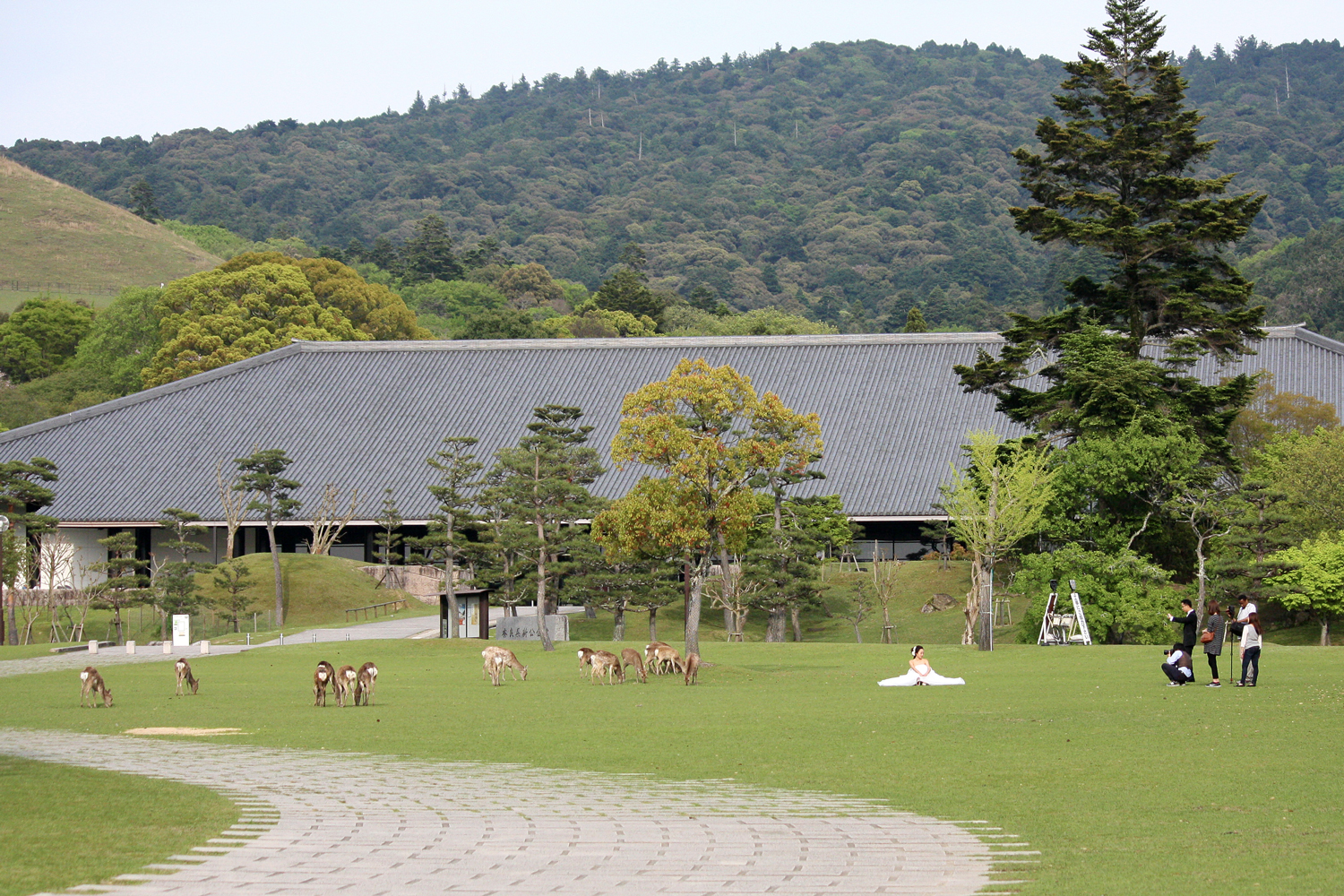  Wedding pictures with Sika Deer, Nara 