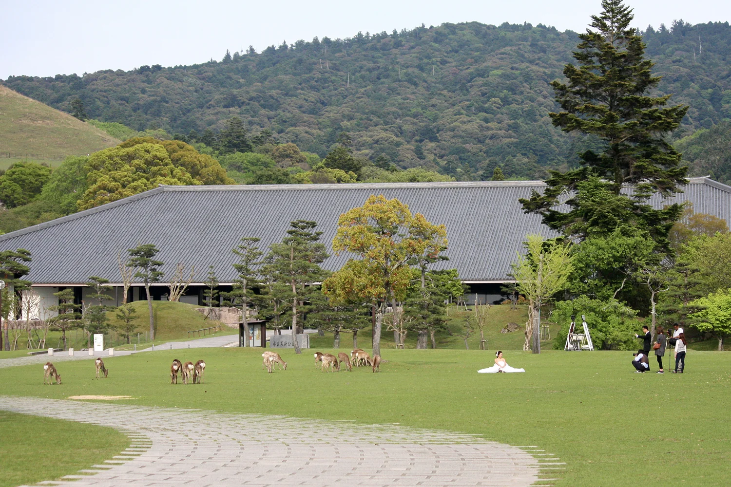Wedding pictures with Sika Deer, Nara