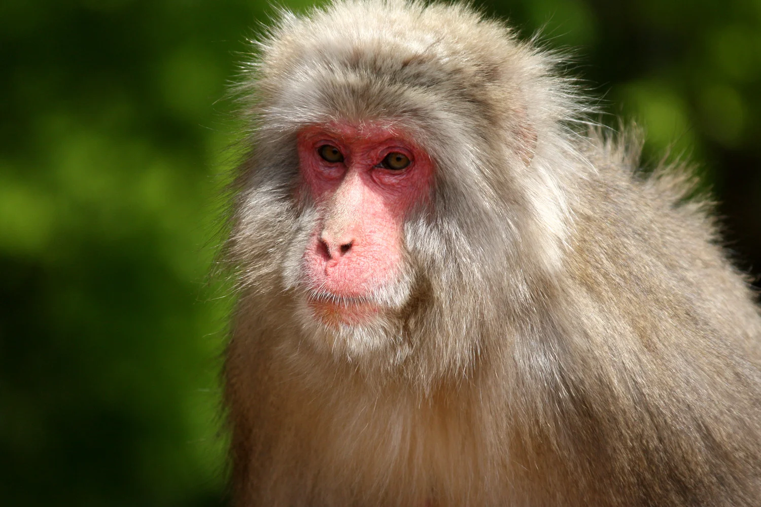 Wild Japanese Macaque, Arashiyama, Kyoto