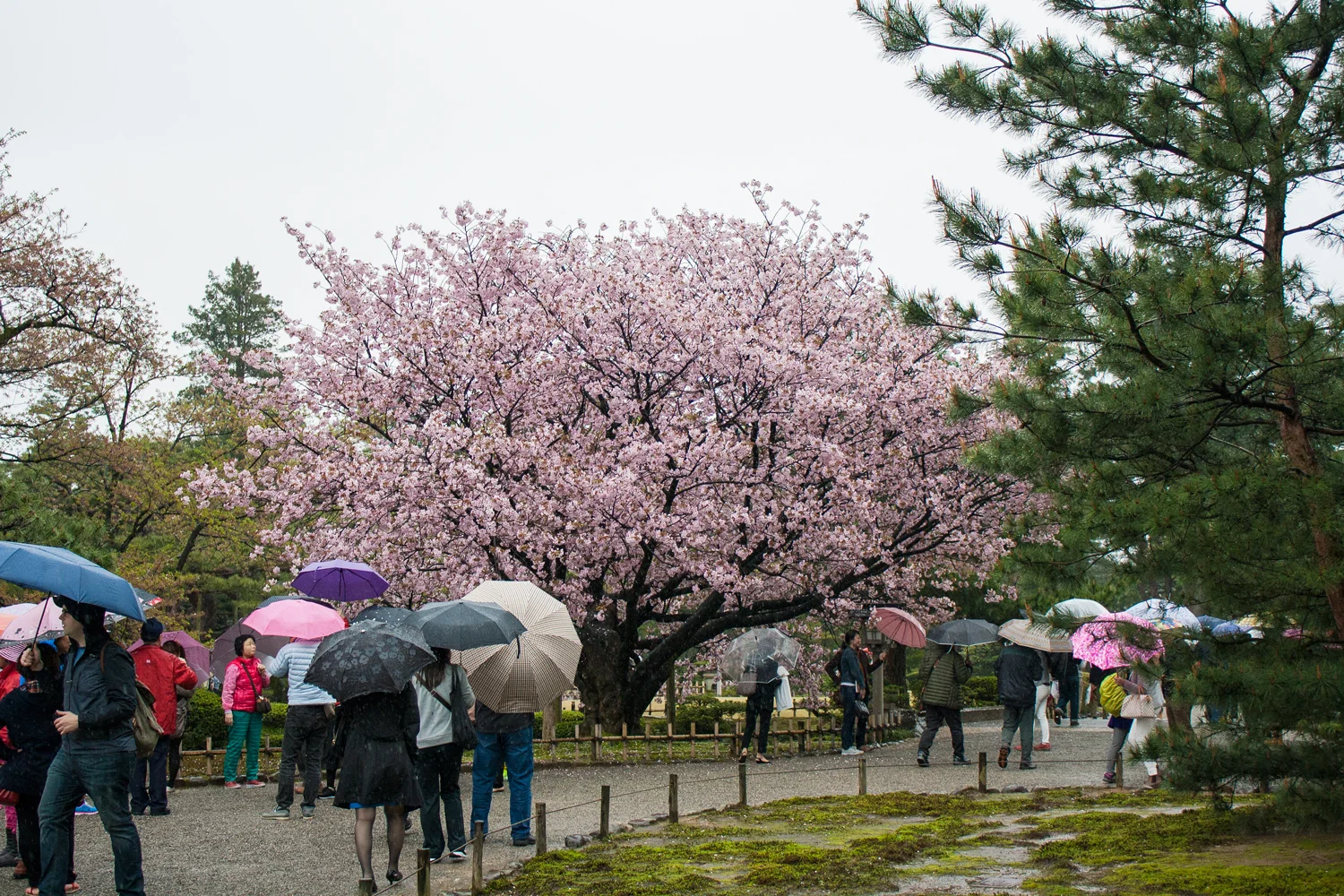 Cherry Blossom in Kenrokuen Garden, Kanazawa