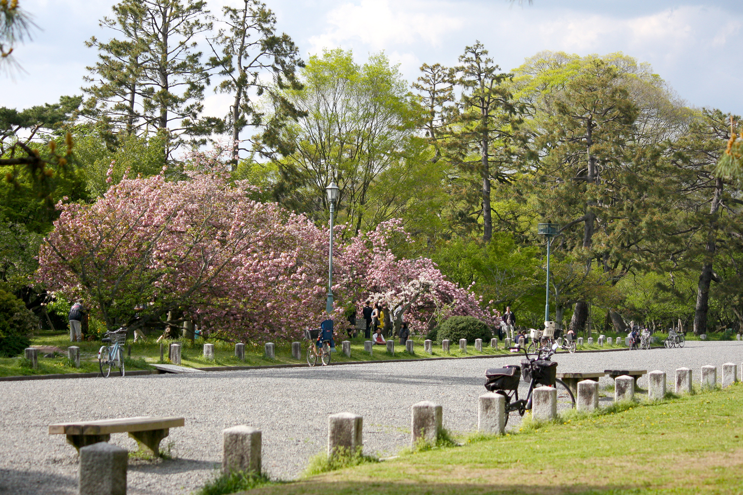  Cherry Blossom in Kyoto Imperial Palace Park, Kyoto 