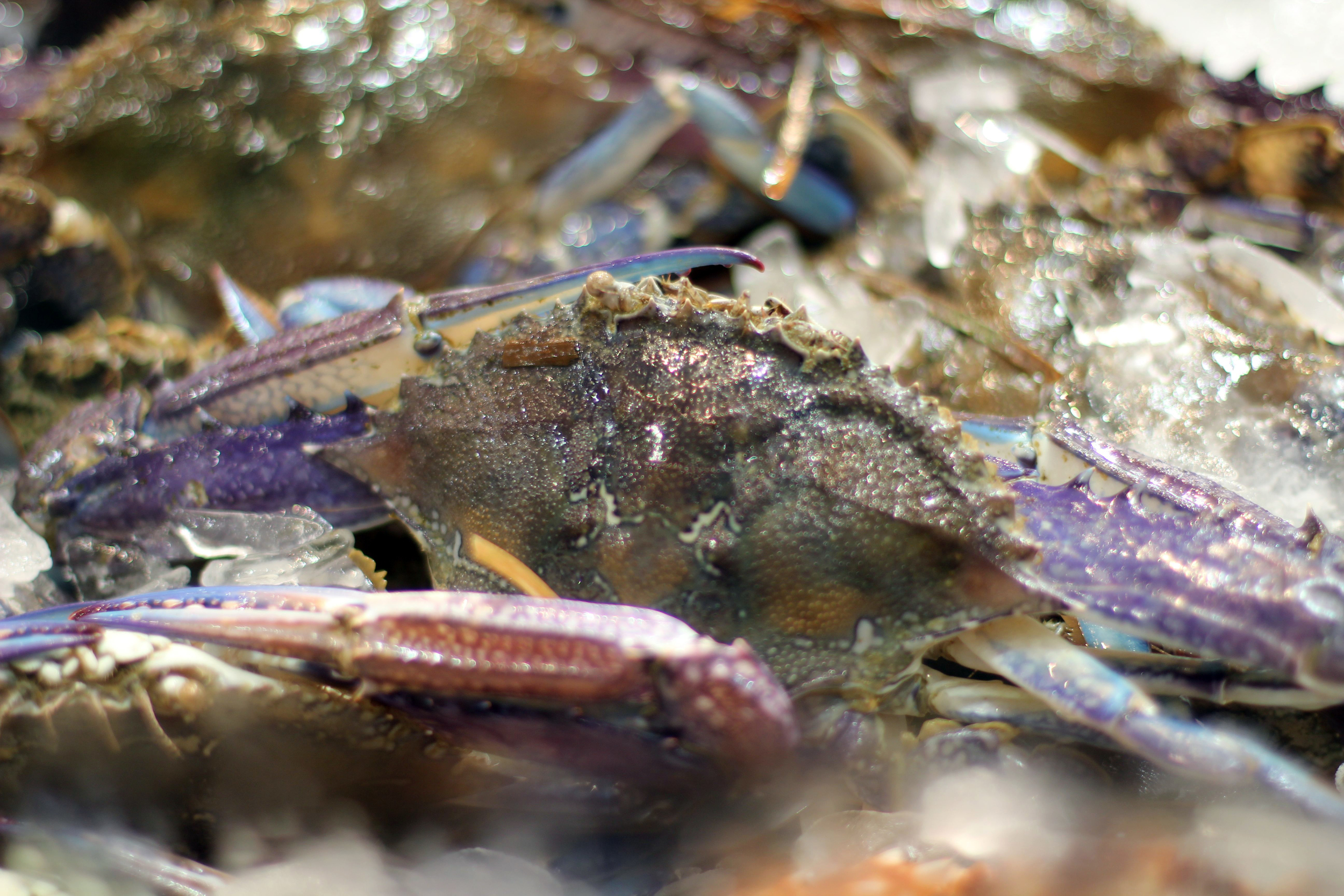 purple crab.jpg