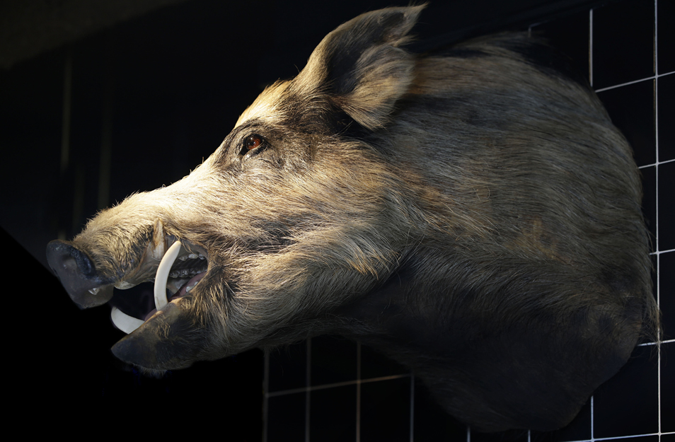 swine - downstairs - pig.jpg