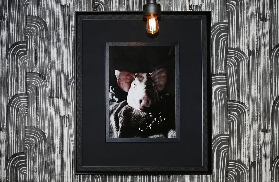 swine - upstairs - pig art.jpg