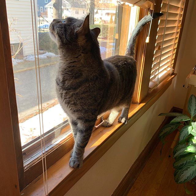 Even more impressive is the jump he does to get onto the narrow sill.