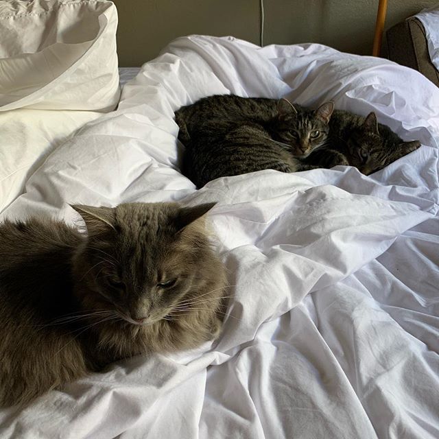 Got interrupted changing the bed &amp; came back to find these 3 staging a takeover. 
#norespect #catsofinstagram #catsinbed (Image: one grey longhair cat in the foreground and two brown tabbies behind are sleepily looking at the camera as they nestl
