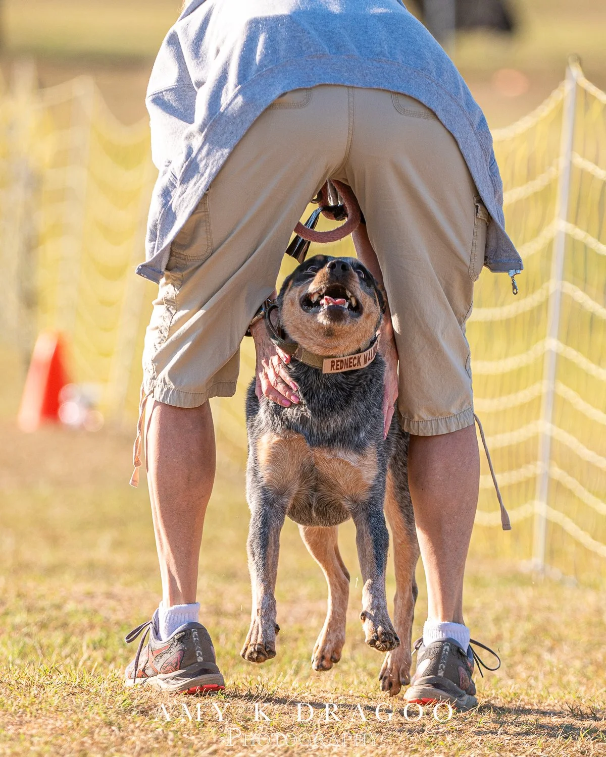 2026 Canine Galleries