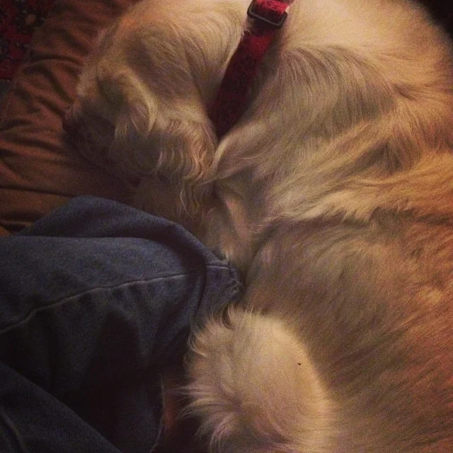 Tonight’s Clumber boogie has the hiccups. #livingwithclumbers