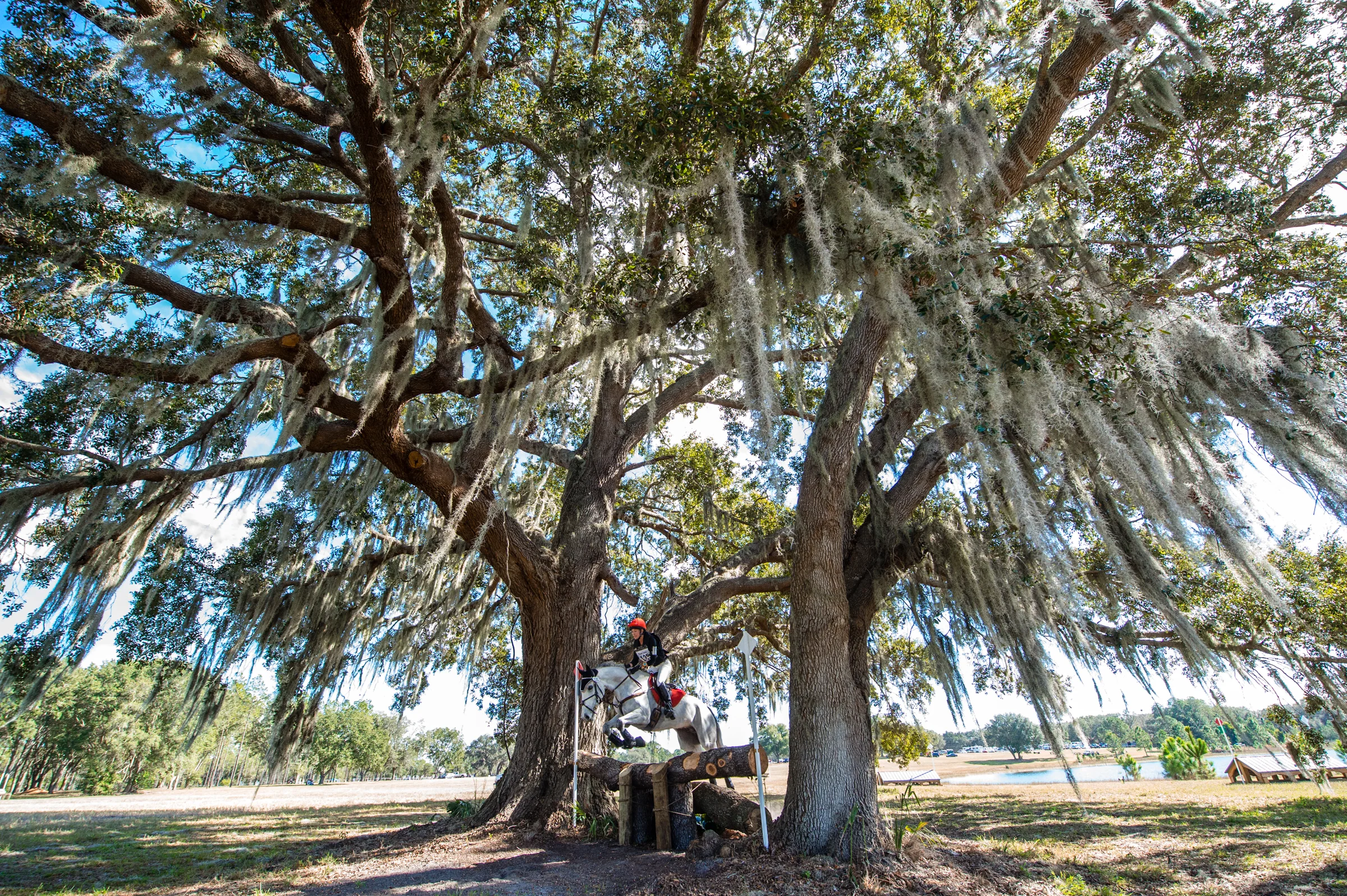 Spanish Moss