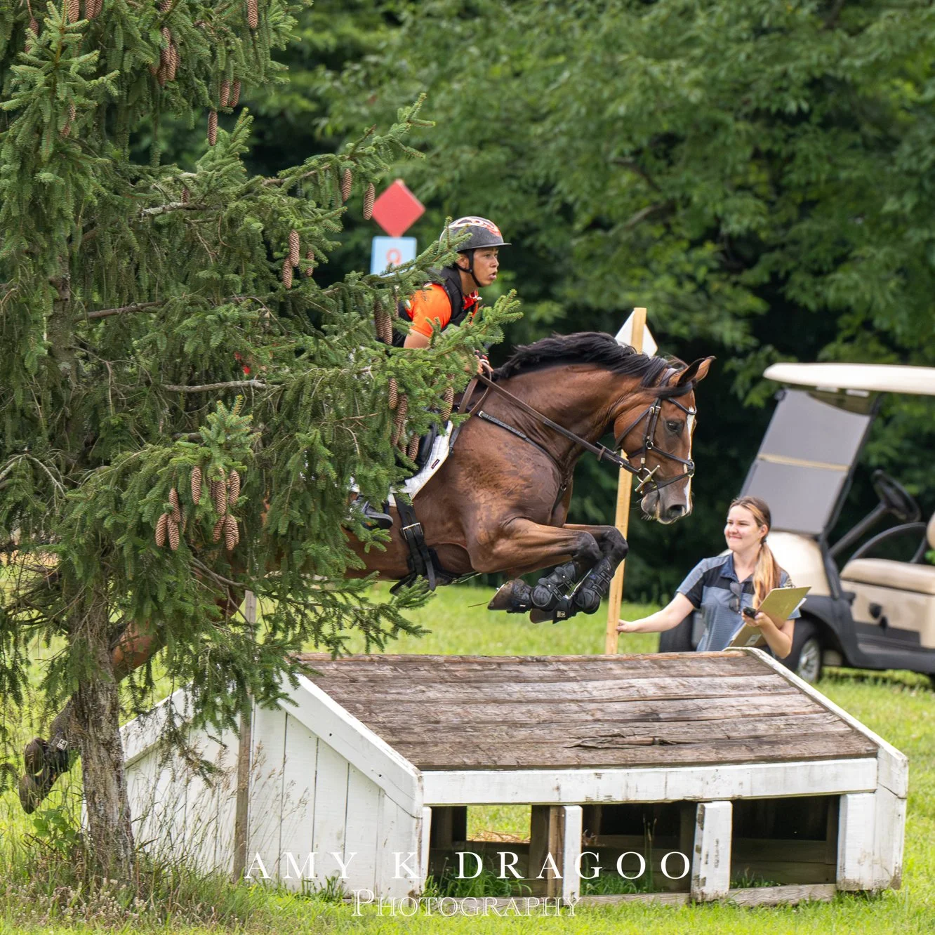 One minute you're the fence judge, the next minute you're the fence. #eventing
📸 Amy Dragoo

@horseparkofnewjersey 
Horse Park of New Jersey at Stone Tavern, Inc. 
#dragoocrew