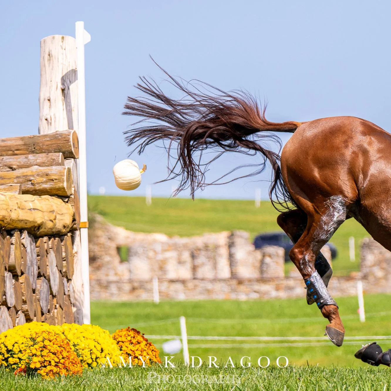 Best thing I've heardon the fence judge radio this year,' What's the status on the rogue pumpkin?&quot; 
These are three different renegade squash incidents.
📸 Amy Dragoo
https://akdragoophoto.zenfolio.com/f298743845

#goinggoinggourd #dragoocrew 
@