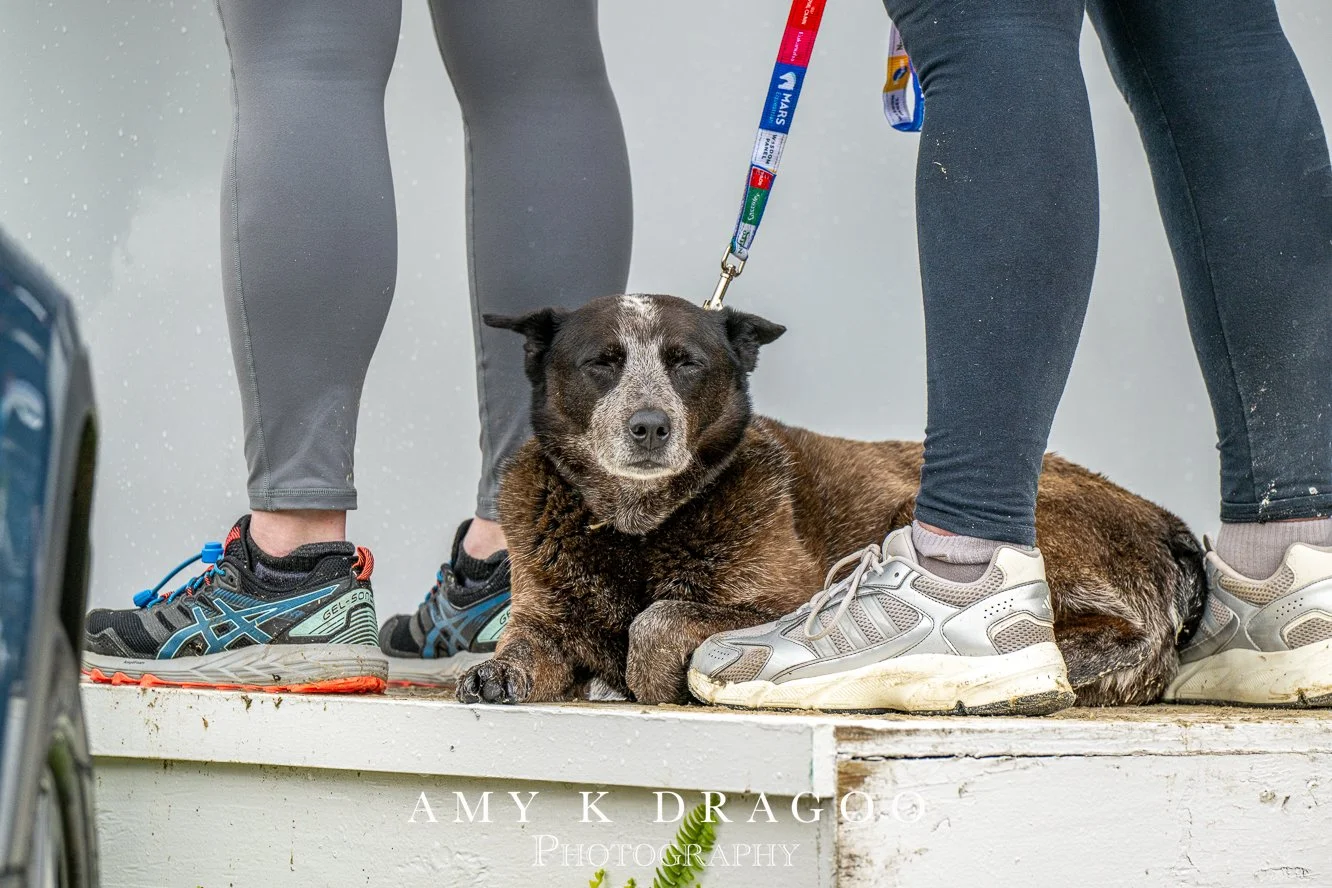 Four legs, a dog and dressage. 📸 Amy K. Dragoo

Defender Kentucky Three-Day Event