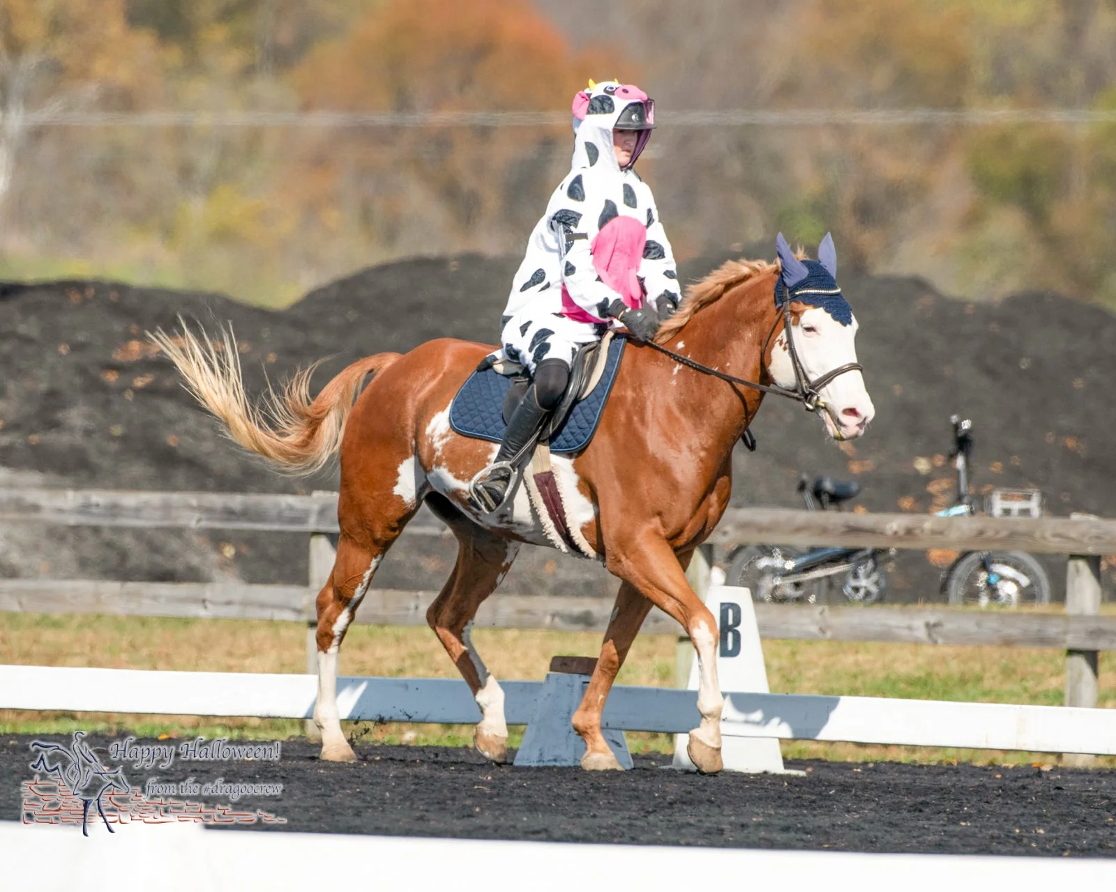 We have cows! Plantation Field Horse Trials 

#happyhalloween #dragoocrew
