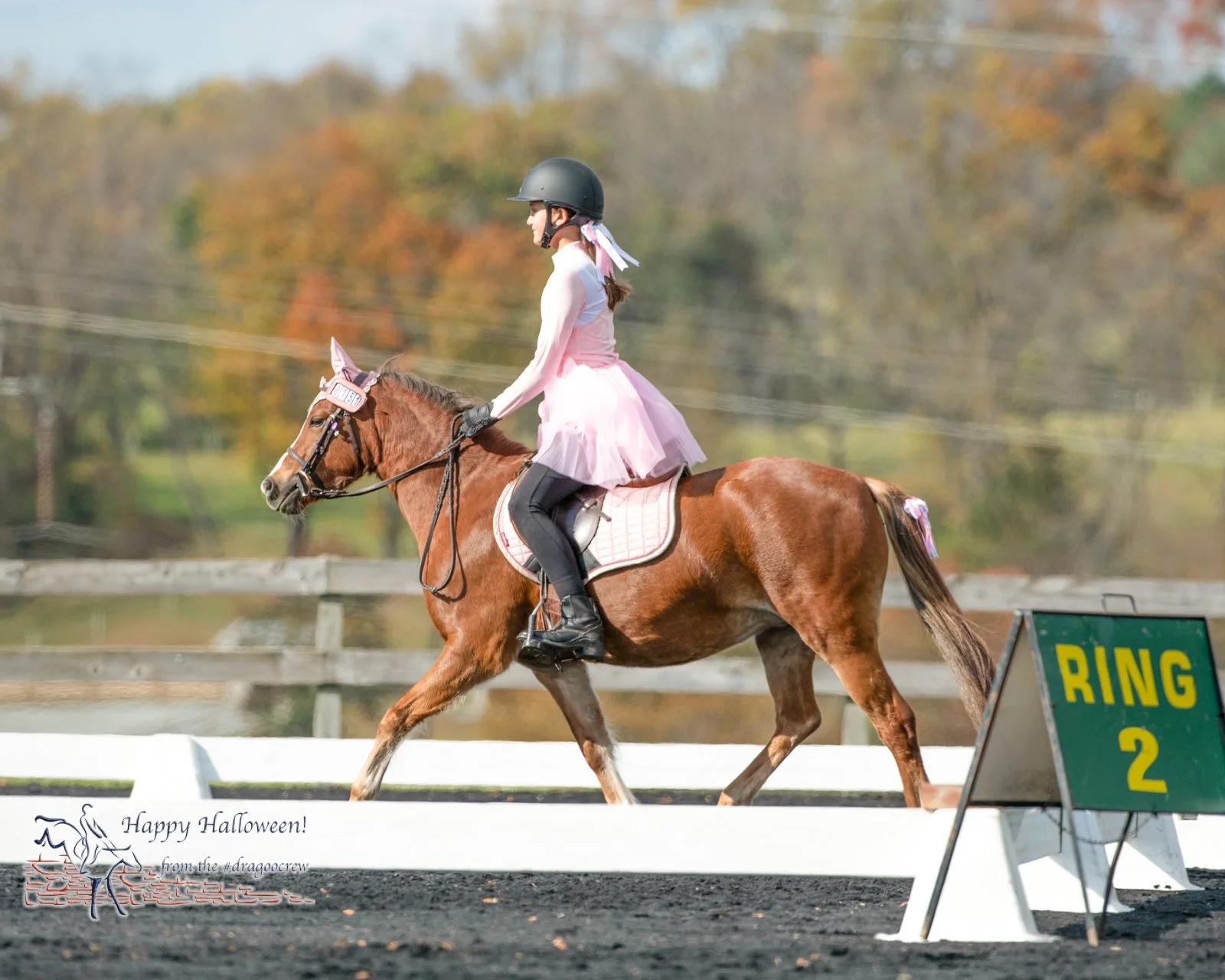 Dragons and princesses.
Plantation Field Horse Trials 
#happyhalloween🎃