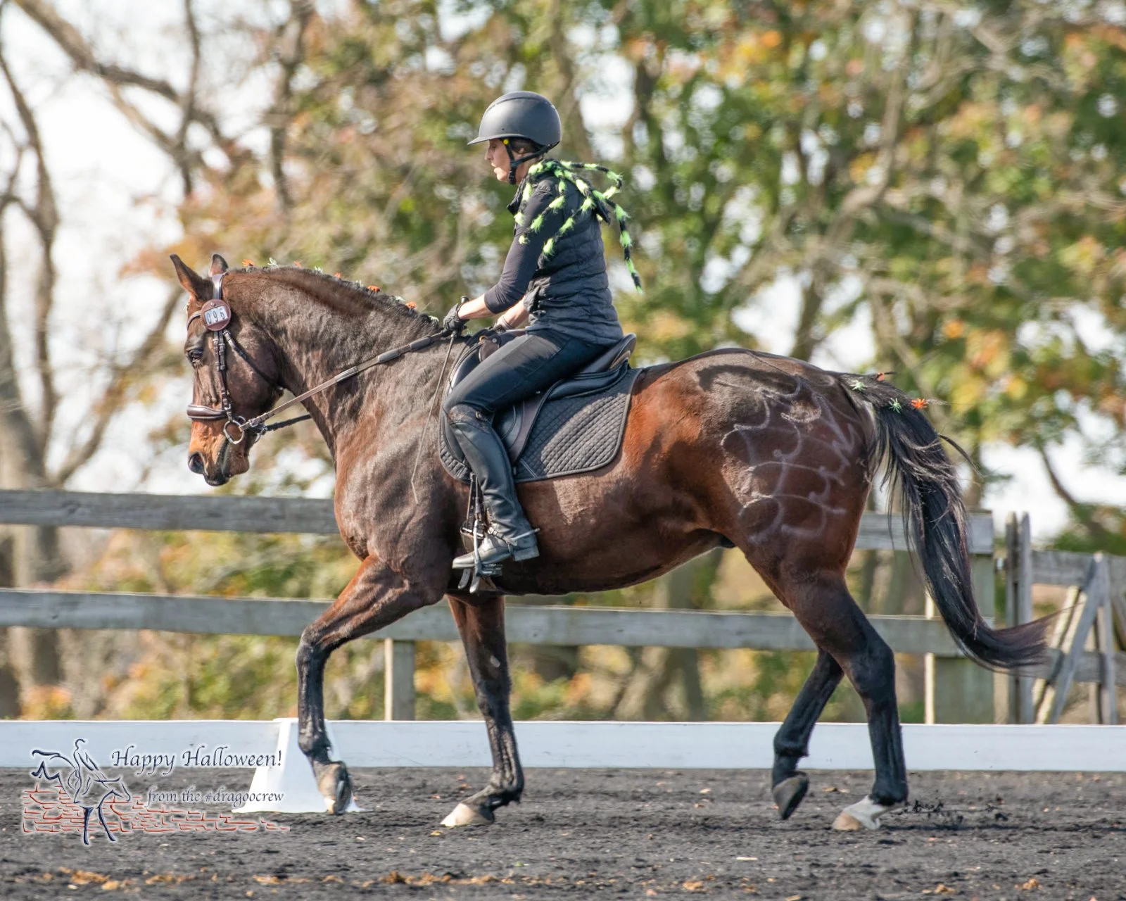 Not so itsy-bitsy of a spider.
Plantation Field Horse Trials 
#happyhalloween🎃