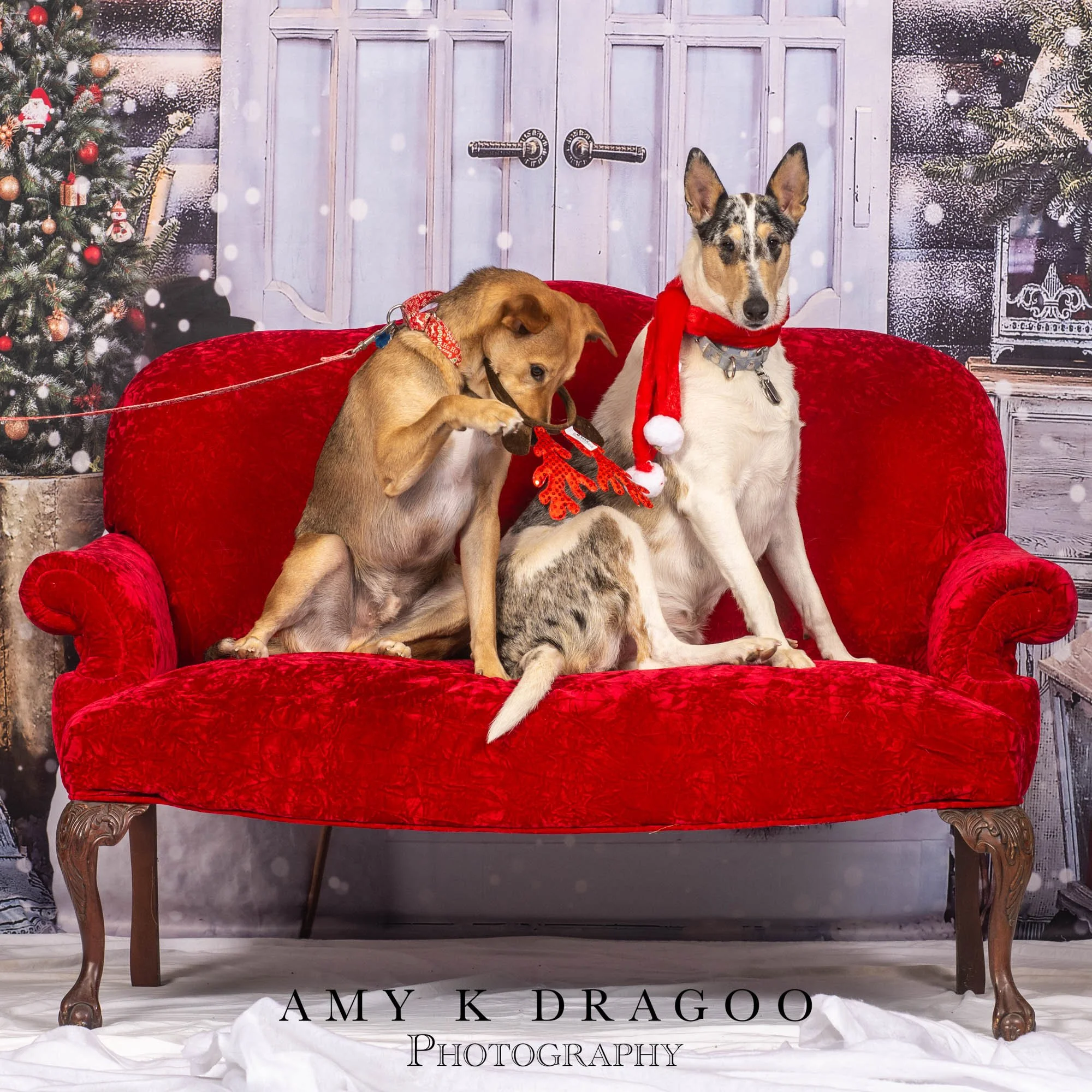 Meeting Santa can be overstimulating! Even #gooddogs have fun outtakes. 

@dogtrainingchesco | #dogsofinstagram