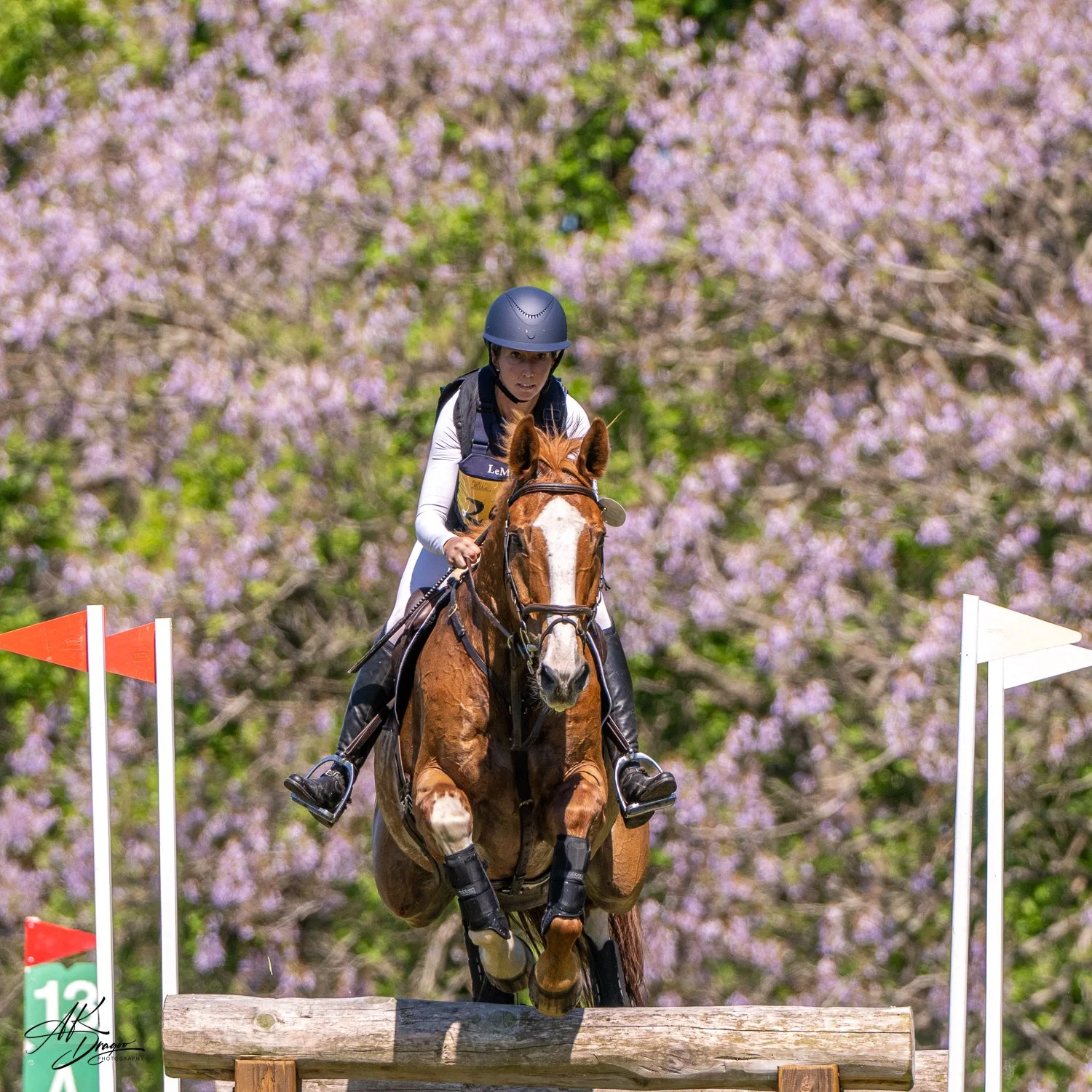 It might be invasive, but this Princess Tree made for a lovely backdrop for the upper levels of the May @fairhillint /Fair Hill International horse trials. 📸 Amy Dragoo &amp; @roughcoatphotography 
#dragoocrew