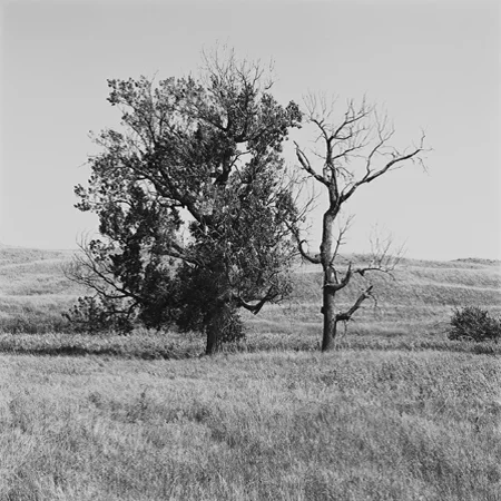 Cottonwood Trees, High Plains, 2005 Negative #W14_10_05 from the series West and West 24 x 24 inches edition of 5 carbon pigment print